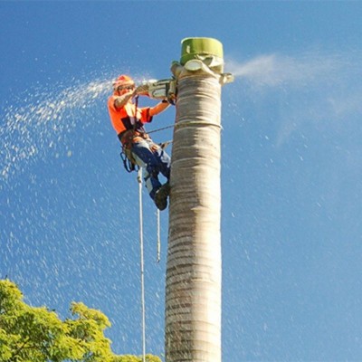 Tree removal Quote Zephyrhills fl