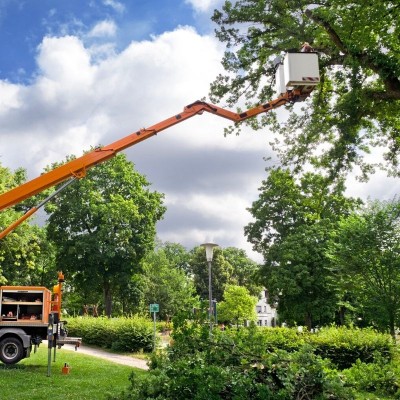 Stump grinding cost Zephyrhills